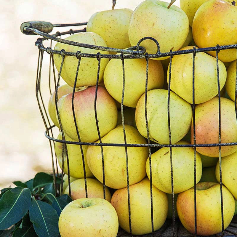 Crunch-A-Bunch™ REACHABLES® Apple Tree
