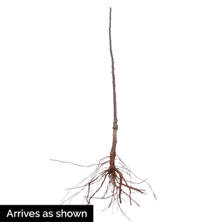 Crunch-A-Bunch™ REACHABLES® Apple Tree