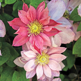 Clematis Little Mermaid