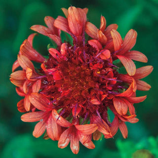 Fanfare Blaze Gailardia