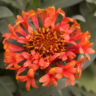 Fanfare Blaze Gailardia