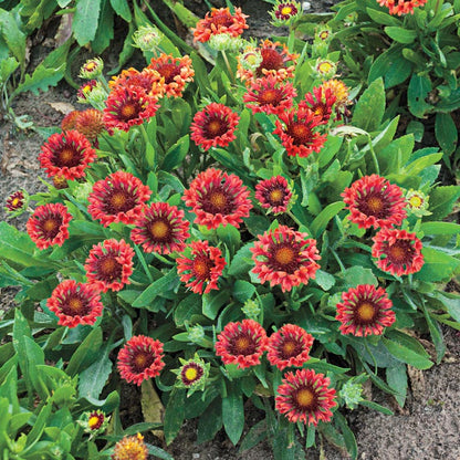 Fanfare Blaze Gailardia Spring Hill Nursery