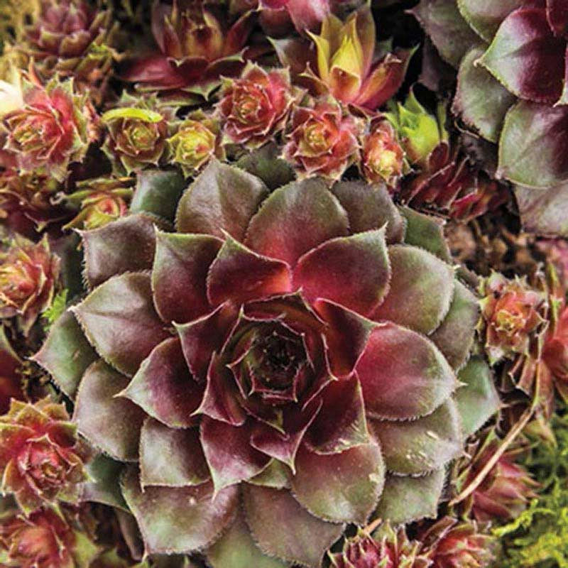 Red Rubin Hens And Chicks