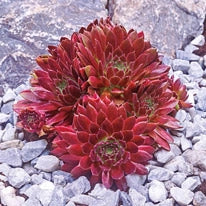red rubin succulent Red Rubin Hens And Chicks – Spring Hill Nurseries