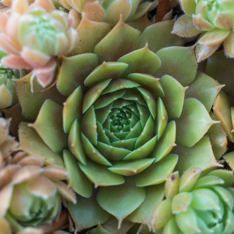 Rubikon Hens and Chicks