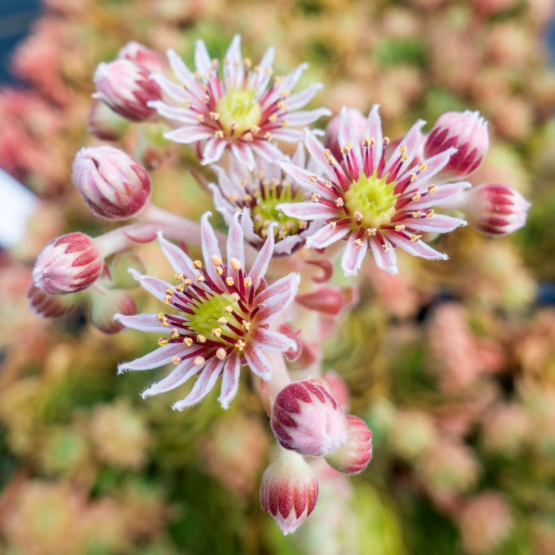 Rubikon Hens and Chicks