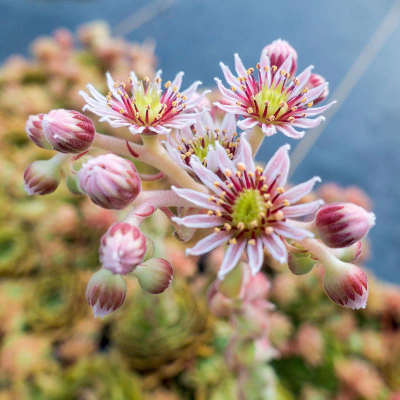 Rubikon Hens and Chicks