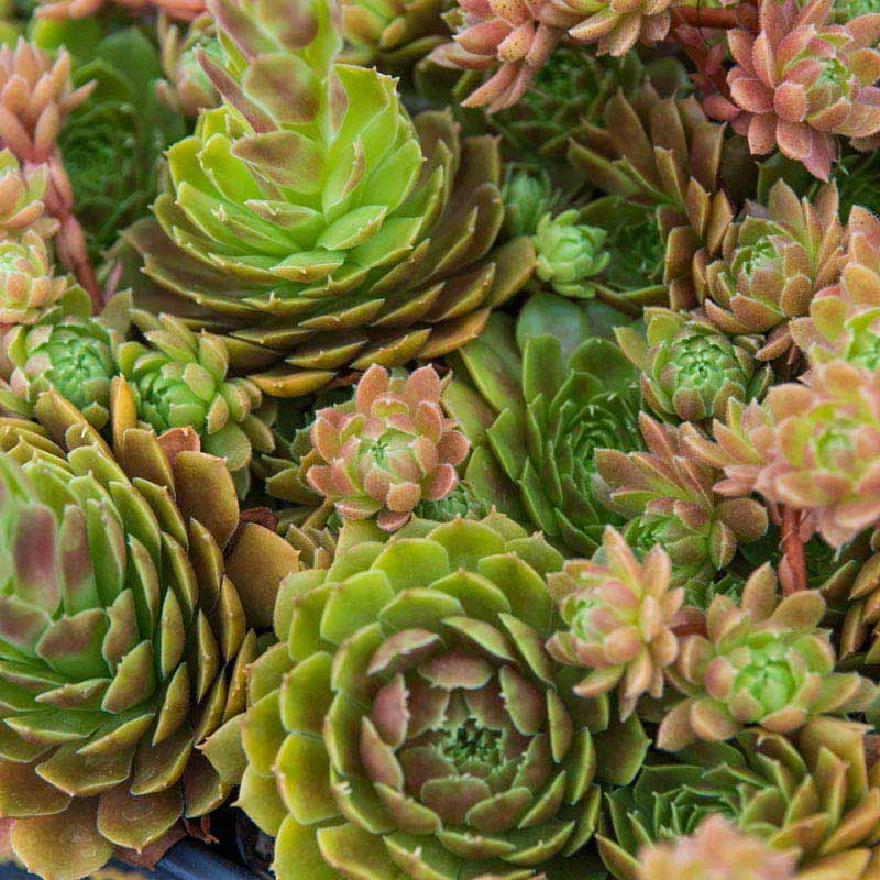 sun loving succulents Rubikon Hens & Chicks: Easy-Care, Sun-Loving Succulent – Spring Hill Nurseries