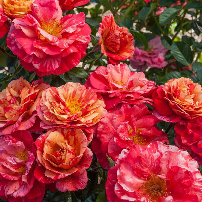 Jumbo Roses | Spring Hill Nurseries – Spring Hill Nursery