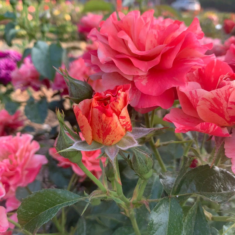 Frida Kahlo® Floribunda Rose