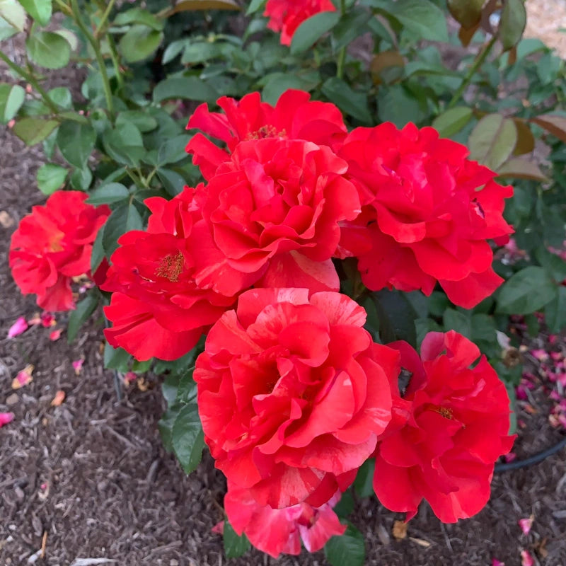 Frida Kahlo® Floribunda Rose