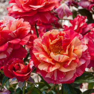 Frida Kahlo® Floribunda Rose