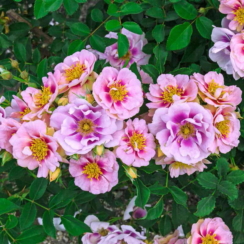 Cheweyeup Roses Easy on the Eyes Shrub Rose - Buy Rose Shrubs | Spring Hill Nurseries ...