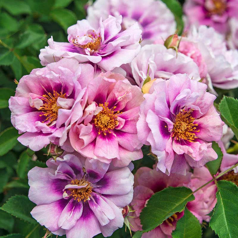 Easy on the Eyes™ Shrub Rose