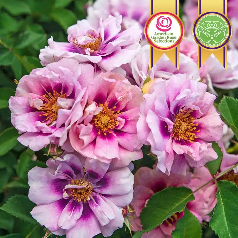 Easy on the Eyes Shrub Rose | Spring Hill Nurseries