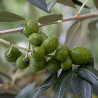 Mediterranean Olive Tree