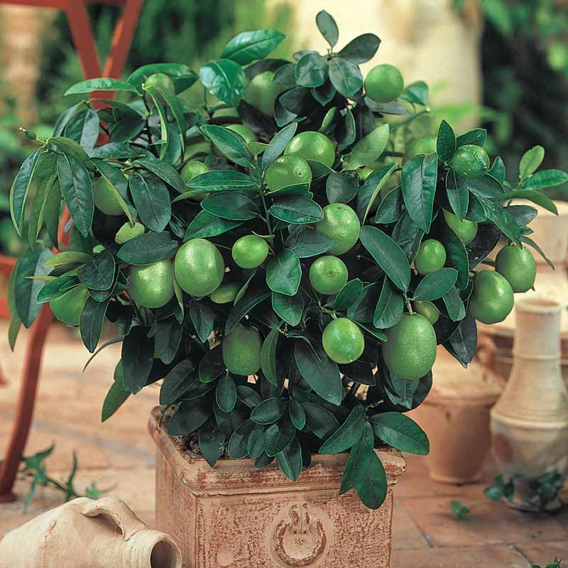 Buy Key Lime Trees for Sale | Spring Hill Nurseries