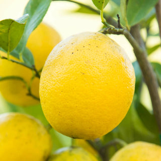 Meyer Lemon Tree Plant