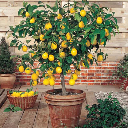 Meyer Lemon Tree Plant