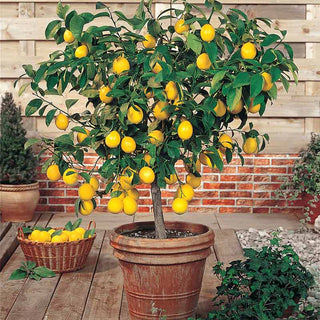 Meyer Lemon Tree Plant