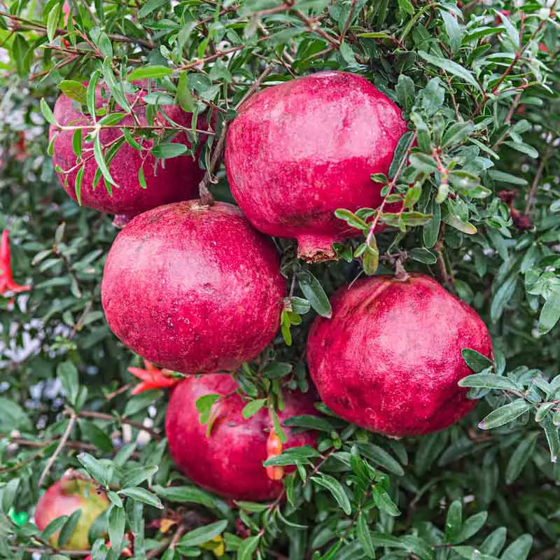 Dwarf Pomegranate Tree