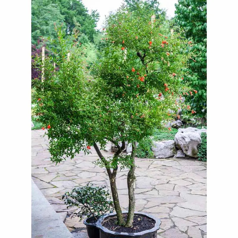 pomegranate plant in pot Dwarf Pomegranate Tree