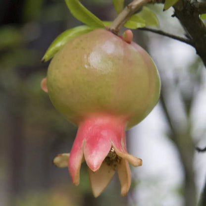 Dwarf Pomegranate Tree