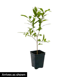 Dwarf Pomegranate Tree
