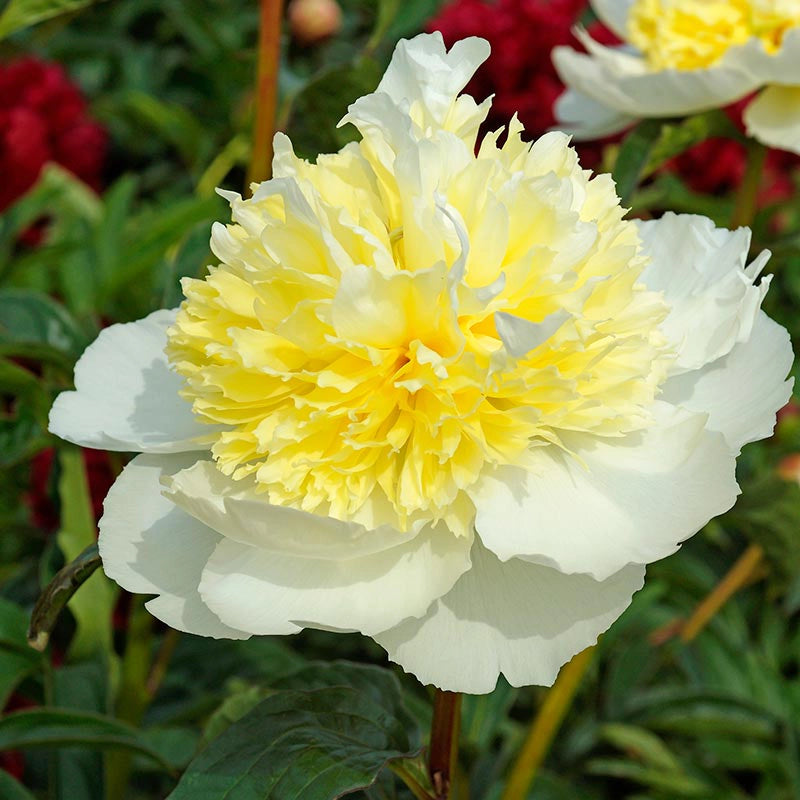 Honey Gold Peony