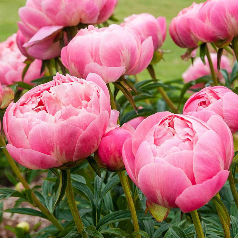 Coral Charm Peony