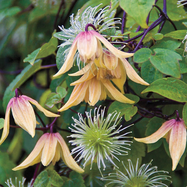 クレマチスレモンベル Clematis Lemon Bells | Spring Hill Nurseries