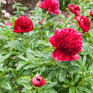 Red Charm Peony