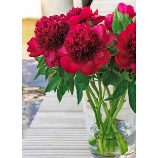 Red Charm Peony