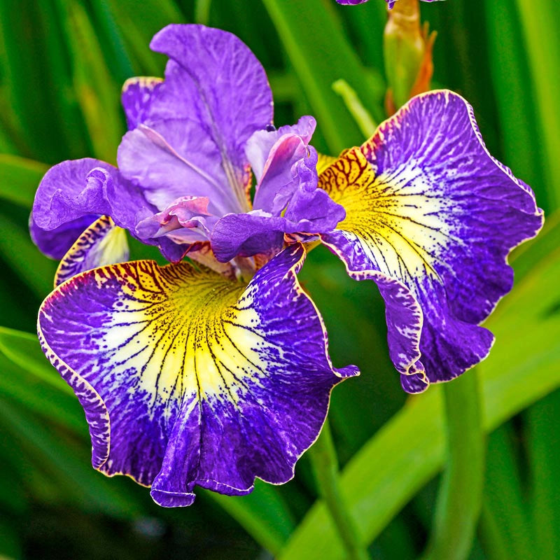 How Audacious Siberian Iris