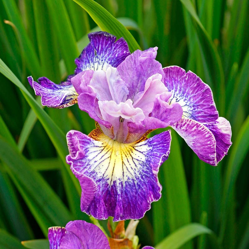 How Audacious Siberian Iris