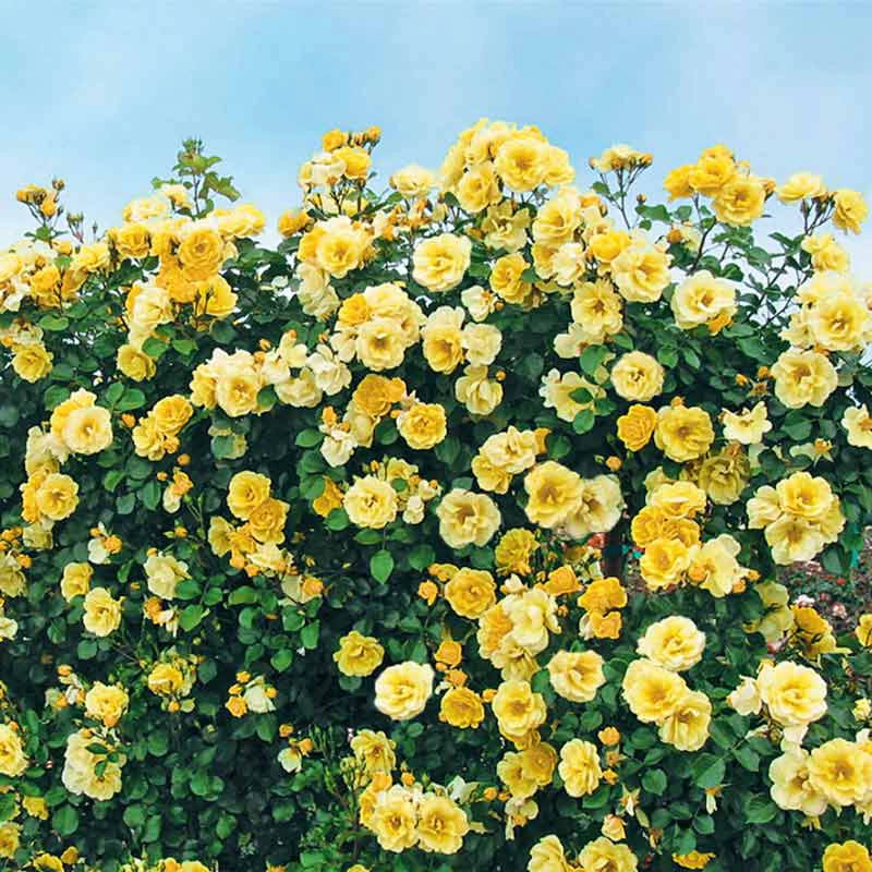 Climbing Roses for Sale | Shop Roses | Spring Hill – Spring Hill Nursery