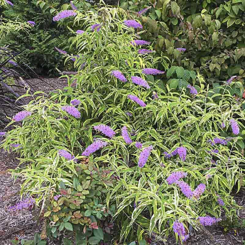 Summer Skies™ Butterfly Bush