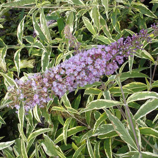 Summer Skies™ Butterfly Bush