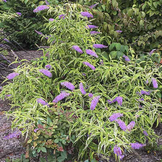 Summer Skies™ Butterfly Bush