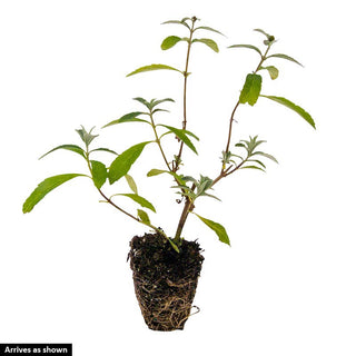 Summer Skies™ Butterfly Bush