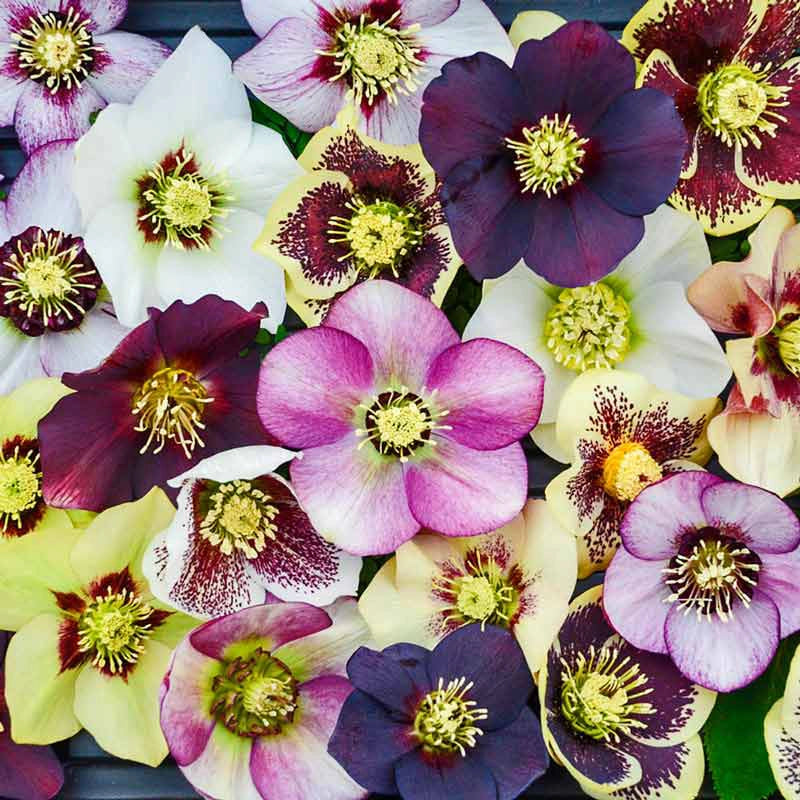 Honeymoon Series™ Mixed Lenten Rose