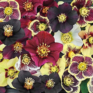 Honeymoon Series™ Mixed Lenten Rose