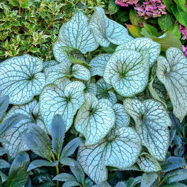 63001_grande.webp?v=1699439024