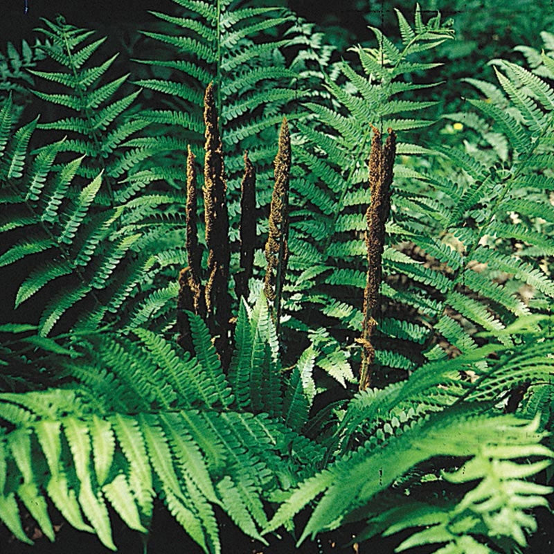 Cinnamon Fern