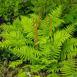 Cinnamon Fern