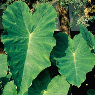 Elephant Ear