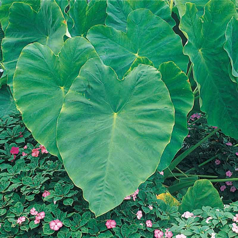 elephant ear plant nursery Elephant Ear