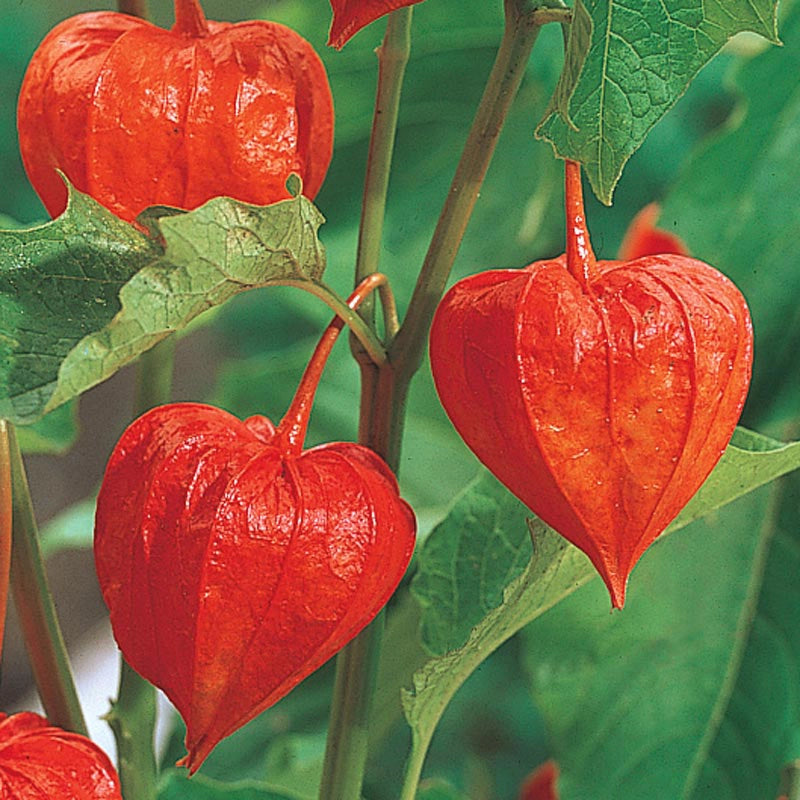 Chinese Lanterns