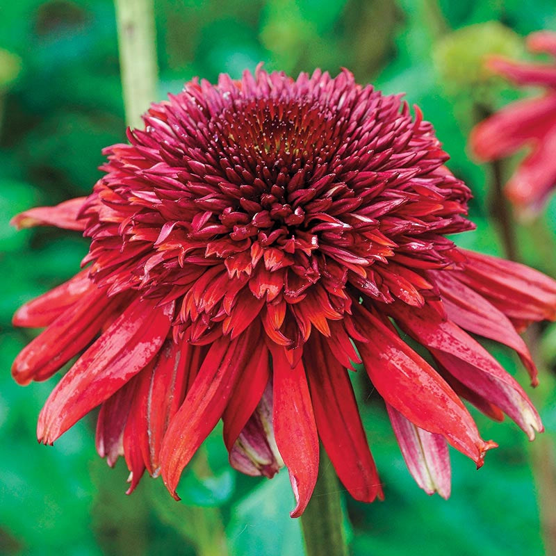 Eccentric Coneflower