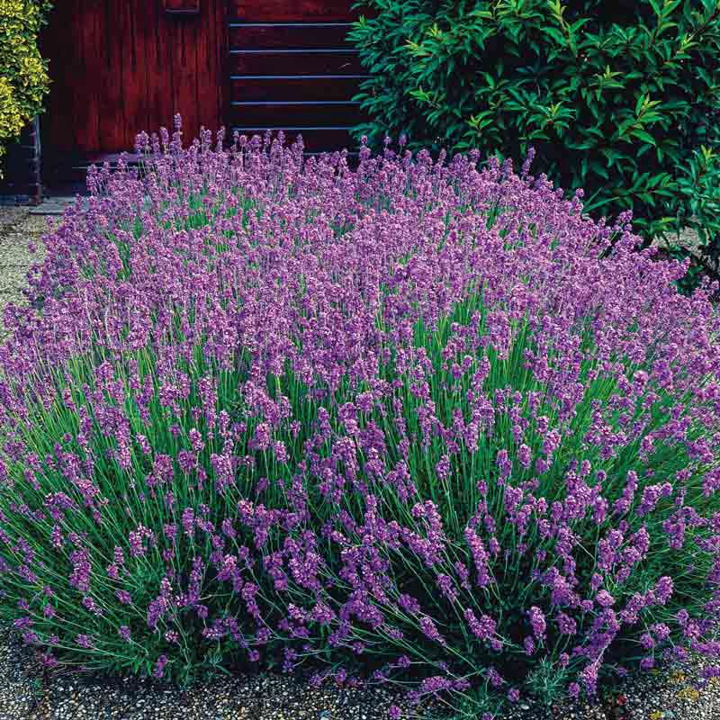 Blue Fragrant Lavender